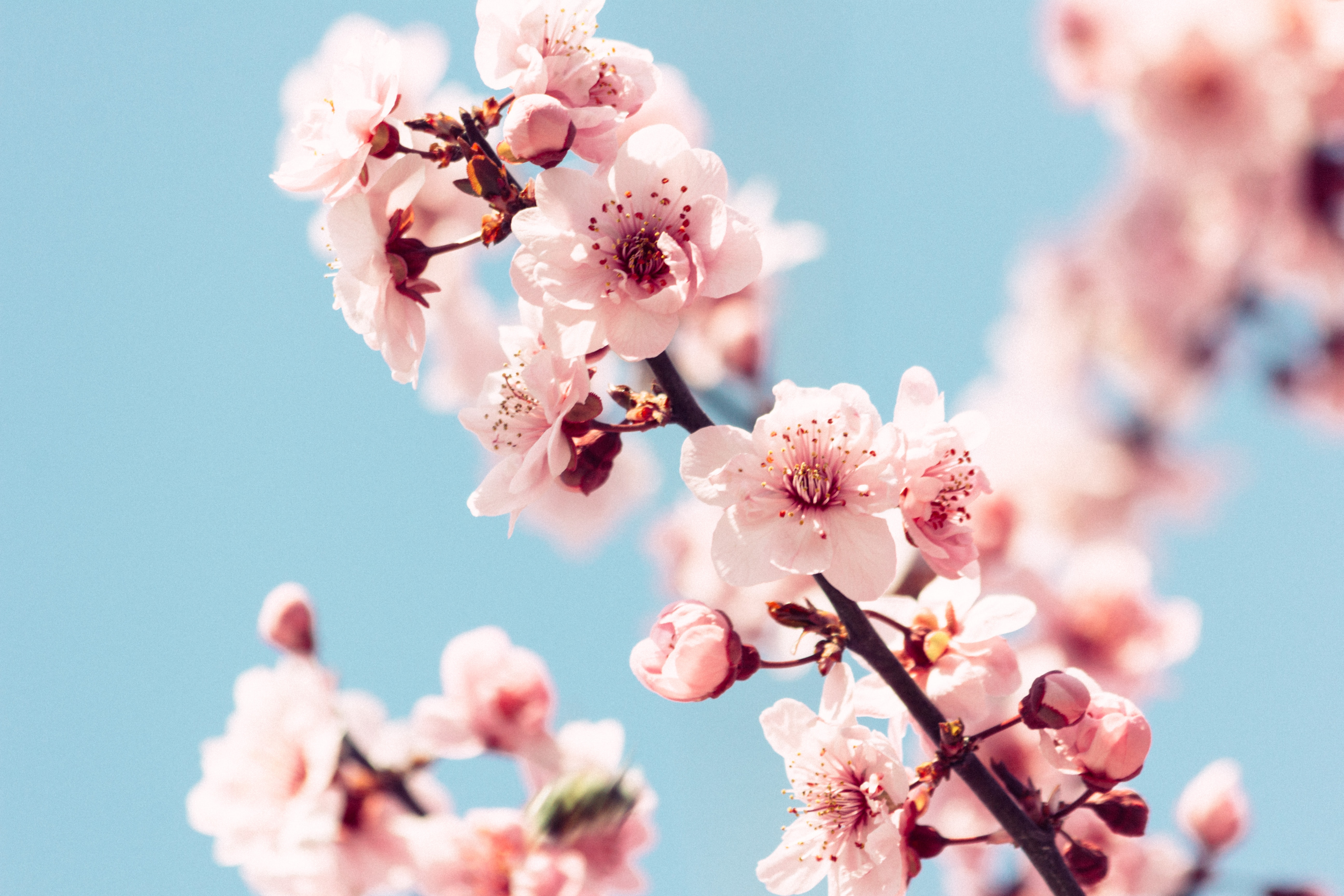 Close-up of some cherry blossom flowers